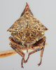 Head: (Observation).