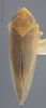 Habitus, dorsal view: !! display not done !! on Arundanus arundineus (DeLong, 1926): Dorsal. (Observation).