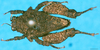 CollectionObject 1502874; 89972fb5-f3b3-4e82-bdcc-8101473e4a85: male, dorsal view. (CollectionObject).
