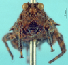 CollectionObject 1517879; 439778c6-42be-41bc-822e-bb57624783ce, NHMUK10924419: male, frontal view (holotype). (CollectionObject).