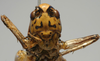 CollectionObject 1517150; 8cff648c-b7ca-4e9c-83b9-415137c0726e: male face (holotype). (CollectionObject).