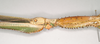 CollectionObject 1558955; NHMUK(SF IMPORT DUPLICATE) 845032-845033, 4e8d0c27-a64b-4074-a309-7ee10b0cb76a: copyright Natural History Museum, London. female: head and thorax, lateral view (syntype). (CollectionObject).