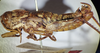 CollectionObject 1535629; d1681ac5-c4d1-4f6b-8265-55bc60567fd0: male, lateral view (lectotype). (CollectionObject).
