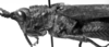 CollectionObject 1501495; c688050f-8c2a-48f4-8455-60c5f8907ec4: Image Carbonell, C.S. [mirror image]. female head and pronotum, lateral view (syntype of Locheuma flavipennis). (CollectionObject).