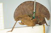 CollectionObject 1583704; 5a3f8a5c-2bde-4846-a869-dd94e5b21ec5, NHMUK010924405: female, lateral view (syntype). (CollectionObject).