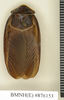 CollectionObject 1573043; 8bb9949a-fd61-4064-8e1f-4c3bdc434396: Copyright Natural History Museum, London. Non-type (adult male) in BM(NH). Dorsal view. (CollectionObject).