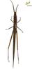 CollectionObject 1849147; 71fd5eda-83be-4fdb-b82f-539e1985c19b, Unioeste Cascavel K-0416: Female. Dorsal view. (CollectionObject).