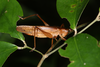 FieldOccurrence 3734; df716ece-c02e-42ff-8e8c-559e556258c1; Brazil: Rio de Janeiro
Rio de Janeiro, Nova Iguaçu, Reserva Biológica do Tinguá., 2025/11/10-2025/11/13
Pedro Souza-Dias: female. (FieldOccurrence).
