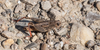 CollectionObject 1593837; 803f4b10-8db8-4a86-ae7d-8fc505929d6d: female (SRB, Vidrovac, 22.07.2021). (CollectionObject).