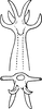 Aedeagus, ventral view on Edwardsiana plebeja (Edwards, 1914): Aedeagus, ventral view (var. divergens). (Observation).