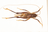 CollectionObject 1531305; a1cc15af-0db5-49c5-8bf9-5d9f54176488: female, dorsal view (syntype). (CollectionObject).