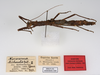 CollectionObject 1562366; 18015c91-8d6b-4b85-b5ad-3bd2e02bbe64: copyright ZMUH, Hamburg. female, part lateral view, with full data labels (syntype). (CollectionObject).