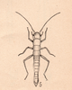 Timema Scudder, 1895: after Caudell (1903). Timema californicum [type species]. (Otu).