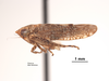 Habitus, lateral view on Aligia colei Van Duzee, 1925: (Observation).