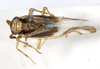 Habitus, dorsal view: !! display not done !! on Delphax crassicornis (Panzer, 1796): (Observation).