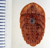 Zuluia lithostrota Rehn, 1931: Photo by Heidi Hopkins. dorsal habitus. (Otu).