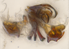 Aedeagus, ventral view on Bhatia Distant, 1908 nsp 8-56: (Observation).