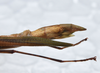 CollectionObject 1576085; f5a6d355-33cd-4dba-9db1-cf61296ee8a0: copyright ZRC, Singapore. female: end of abdomen, lateral view (paratype). (CollectionObject).;CollectionObject 1576086; cc65d9eb-549f-47a5-85db-5a82509425aa: copyright ZRC, Singapore. female: end of abdomen, lateral view (paratype). (CollectionObject).