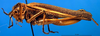 CollectionObject 1501734; 4e597769-1ca5-4ca2-ac0b-4277a921ef1d, DORSA BTpoestrS03: female, lateral view. (CollectionObject).
