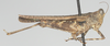 CollectionObject 1516354; e121a60b-98cb-4bb7-bd2f-8eca31ae5312: female, lateral view (holotype). (CollectionObject).