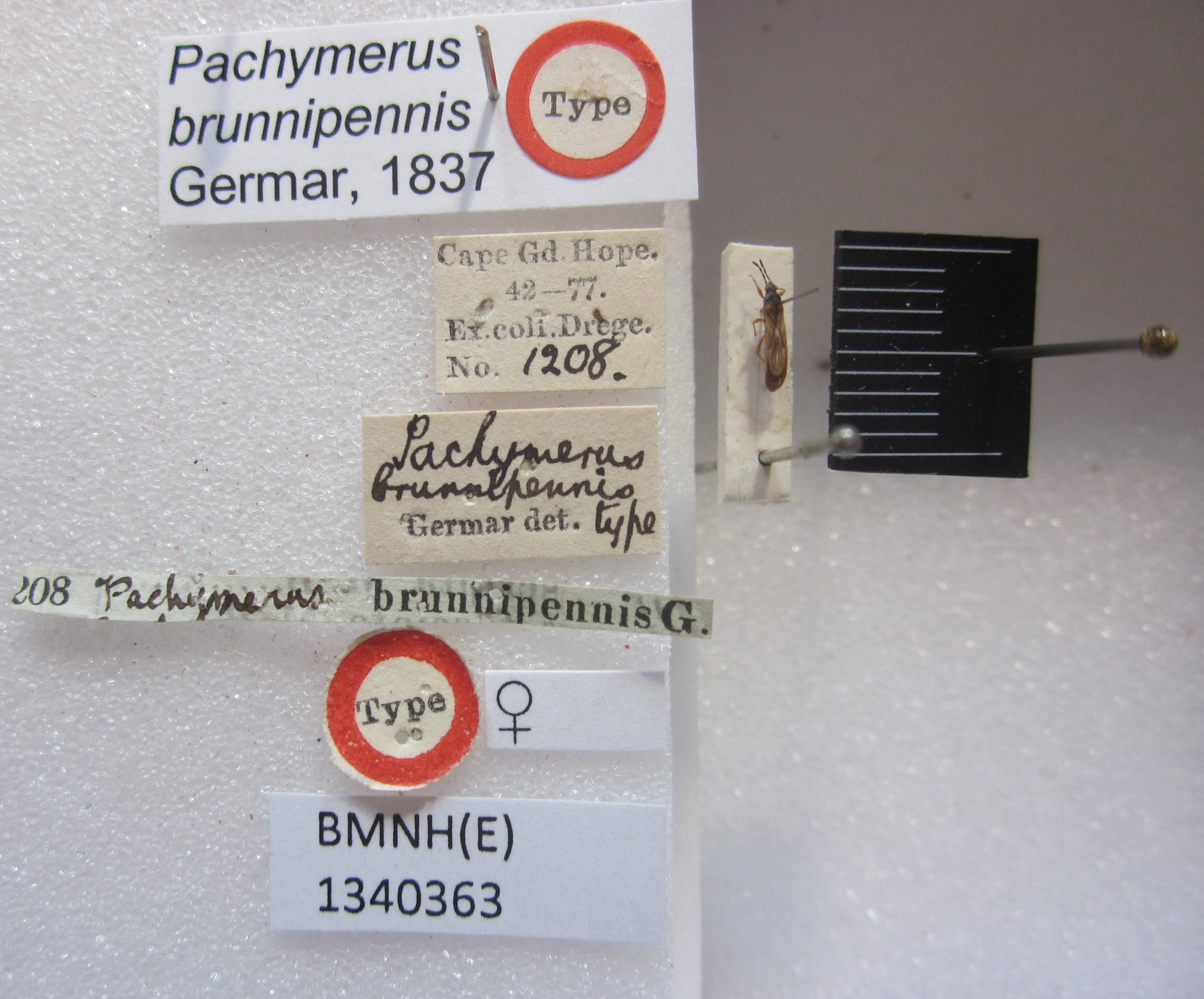 Pachymerus brunnipennis. (BMNH) - (CC BY-NC 4.0) Photo by Stuart Cole, reproduced with permission from the Natural History Museum, London, UK Depicts Ischnodemus brunnipennis (Germar, 1837), an Otu.