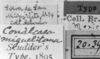 CollectionObject 1567330; a85227a1-3163-4f28-8716-aa4b4e280595: labels (paralectotype). (CollectionObject).