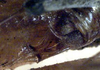 CollectionObject 1516948; d350ea1f-db4c-432d-abdc-fbf9dee71550: male cerci (holotype). (CollectionObject).