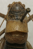 CollectionObject 1535229; 574eb1b5-4acb-4584-a873-c1ad8d5c4cfc: male pronotum, dorsal view (lectotype). (CollectionObject).