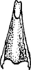 Aedeagus, ventral view on Athysanella (Pedumella) repulsa Hamilton, 2002: Aedeagus apex. (Observation).