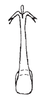 Aedeagus, posterior view: Male holotype: aedeagus, posterior view. (Observation).