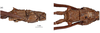 CollectionObject 1597513; 90633801-520e-4fd7-9651-496c8c2bdc45, QIMR T250909: copyright QM. male: head, lateral & dorsal views (paratype). (CollectionObject).