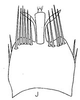 Pygofer, dorsal view: !! display not done !! on Caphodus maculatus Oman, 1938: pygofer, dorsally. (Observation).