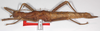 CollectionObject 1563055; 4382057a-d46f-43f8-ac5d-380e439c1149: copyright F. Hennemann. female (paratype). (CollectionObject).;CollectionObject 1563056; 8a08814c-d39b-4c9e-8758-20c74e45b1b0: copyright F. Hennemann. female (paratype). (CollectionObject).;CollectionObject 1563057; a34f0ac9-d5d7-4acf-af93-13adeff1f7dc: copyright F. Hennemann. female (paratype). (CollectionObject).