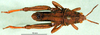 CollectionObject 1501182; 63ab444e-972b-4266-b67c-79a4e0055edd: male, dorsal view (lectotype). (CollectionObject).
