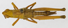 CollectionObject 1568967; 4c000d23-215a-48cb-b828-be3400c37603: female, dorsal view (allotype). (CollectionObject).