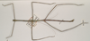 CollectionObject 1557324; 88f5273c-3787-4a94-a576-769194d15fb7: copyright OUMNH. male (holotype). (CollectionObject).