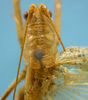 CollectionObject 1542651; 9597346e-a26d-4e5c-9ddb-7d306939850f: male pronotum, dorsal view (holotype of Agraecia malkini). (CollectionObject).