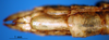 CollectionObject 1530818; b16260e6-7d4b-4b0d-be6c-d8d22e1eea59: female abdomen tip, ventral view (syntype). (CollectionObject).