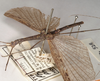 CollectionObject 1559100; 846dd4a6-f5ad-4e74-9ee3-49c216e2fe04: copyright OUMNH. male, lateral view (holotype). (CollectionObject).
