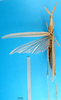 CollectionObject 1501099; 5ec2635a-366a-473d-ba56-4958ea5f0400: female, dorsal view (holotype). (CollectionObject).