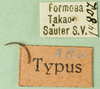 CollectionObject 1579343; 7c7fe94d-9df2-4892-8549-6cb9c579dd12: labels (allotype of Formosacris formosana). (CollectionObject).