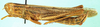 Afroxyrrhepes procera (Burmeister, 1838): male, lateral view. (Otu).