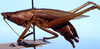CollectionObject 1522222; 6cbd45b4-3ea7-41a4-bbd4-527f01c7b773: male, lateral view (holotype). (CollectionObject).