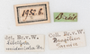 CollectionObject 1559379; NMW 307, 5bcbf320-07a8-4072-a0c5-968e84d6020b: copyright NMW, Vienna. male, data labels (holotype). (CollectionObject).
