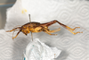 CollectionObject 1531305; a1cc15af-0db5-49c5-8bf9-5d9f54176488: female, lateral view (syntype). (CollectionObject).