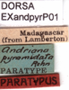 CollectionObject 1581426; 8e5732aa-65a1-4f79-84af-c7e13e66d7fd: labels (paratype). (CollectionObject).