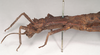 CollectionObject 1562234; NHMUK(SF IMPORT DUPLICATE) 845220, c69be5ad-c184-4b0c-8933-549e74c399c6: copyright Natural History Museum, London. female: head and thorax, lateral view (holotype). (CollectionObject).