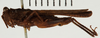 CollectionObject 1529906; 484c73fa-56bc-4530-8d08-6e43bd03bd61: female, lateral view (holotype). (CollectionObject).