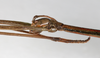 CollectionObject 1589222; NMW 655', 4f6e07bd-0b60-4a7d-beb0-83fc4abc10da: copyright NMW, Vienna. male: head, lateral view (lectotype). (CollectionObject).