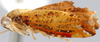 Habitus, lateral view on Chimaerotettix Dietrich & Rakitov, 2002: Chimaerotettix ochrescens, lateral habitus (INHS). (Observation).
